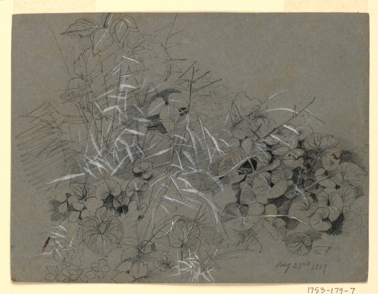 Studie av fiolette blader og gress av William Trost Richards