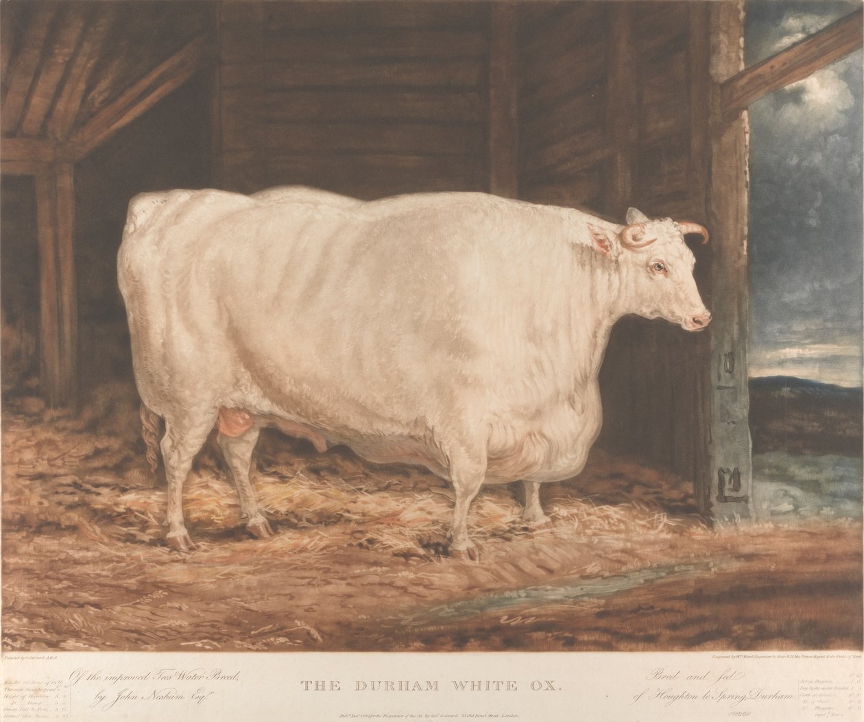 The Durham White Ox / Av den forbedrede Tees Water Breed, / av John Nesham, Esqr. / Oppdrettet og matet / fra Houghton le Spring, Durham av William Ward