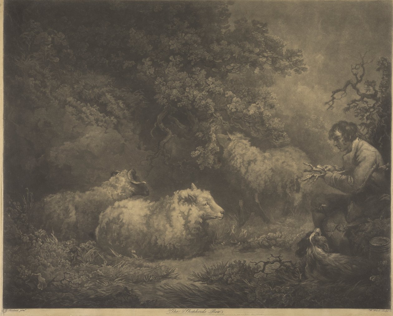 Shephard-gutten av William Ward