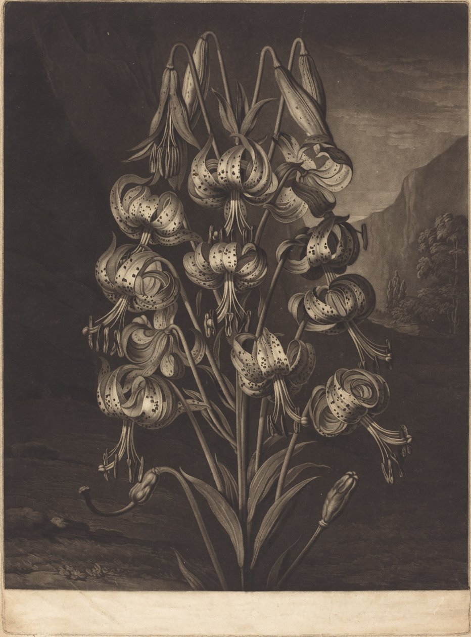 Den fantastiske liljen av William Ward after Philip Reinagle