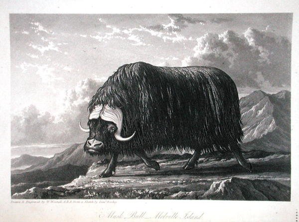 Musk Bull, Melville Island, fra 
