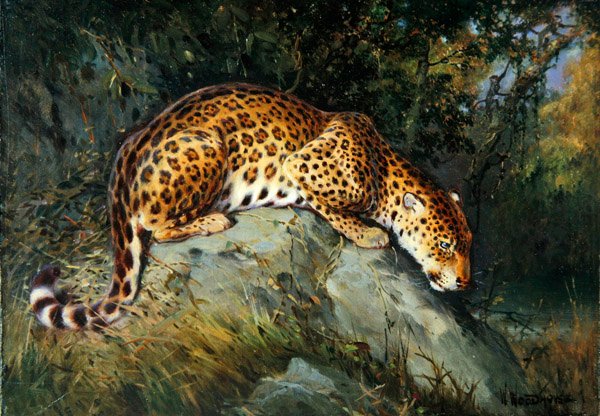 A Leopard Crouching on a Rock (olje på lerret lagt om bord) av William Woodhouse