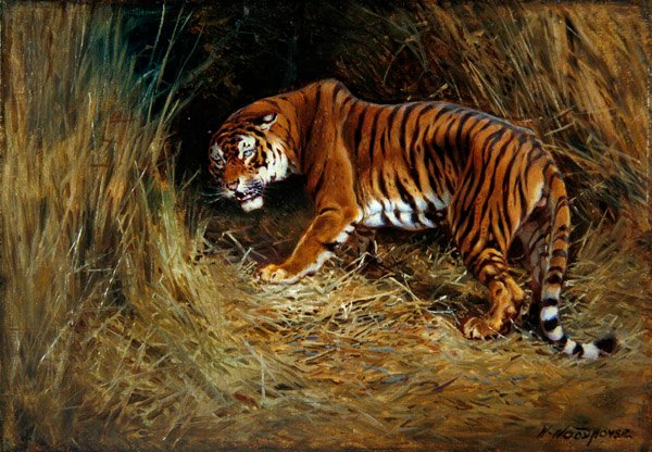 A Prowling Tiger (olje på lerret lagt om bord) av William Woodhouse
