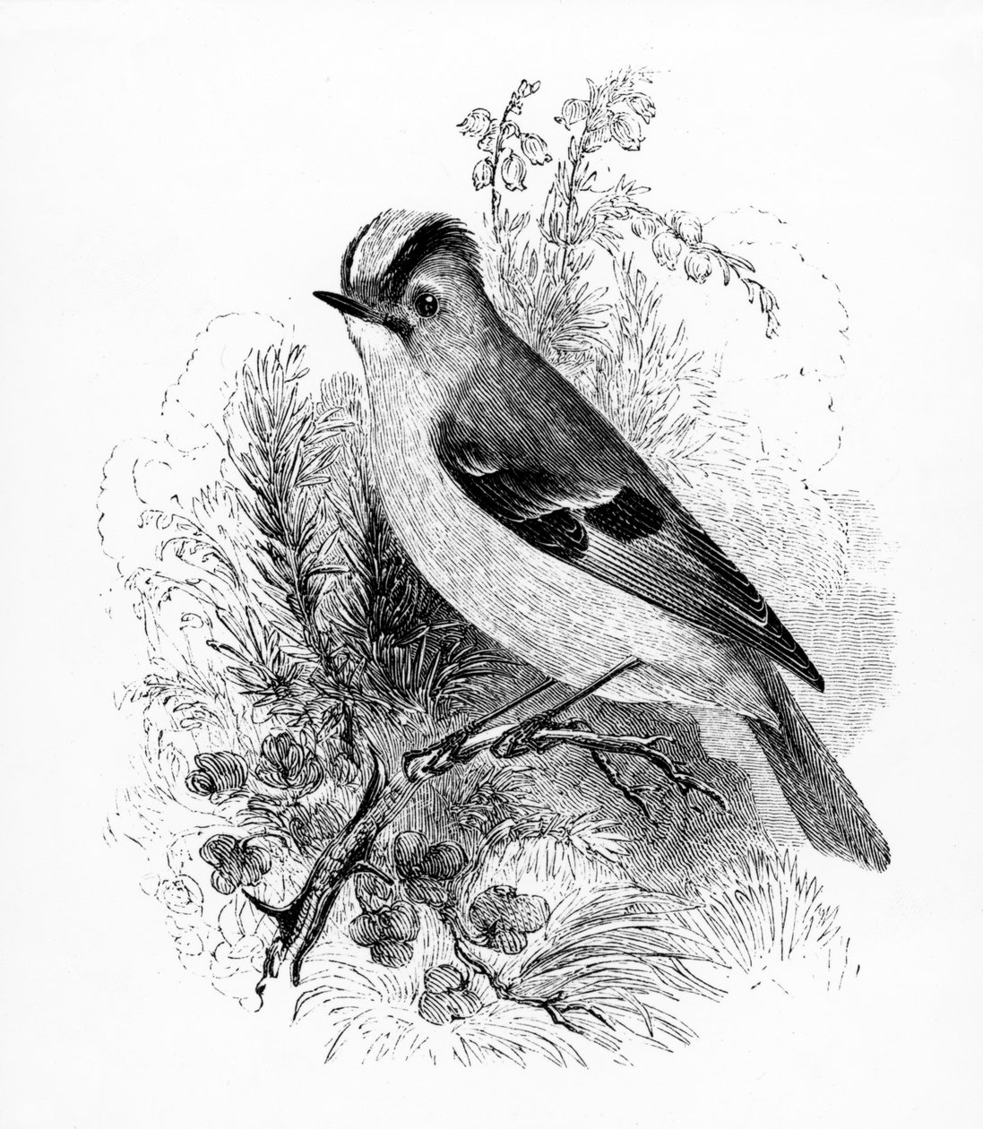 Golden Crested Regulus, illustrasjon fra 'A History of British Birds' av William Yarrell, først utgitt 1843 av William Yarrell