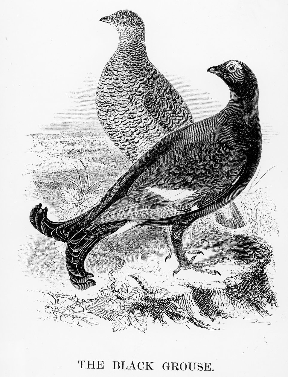 The Black Grouse, illustrasjon fra 