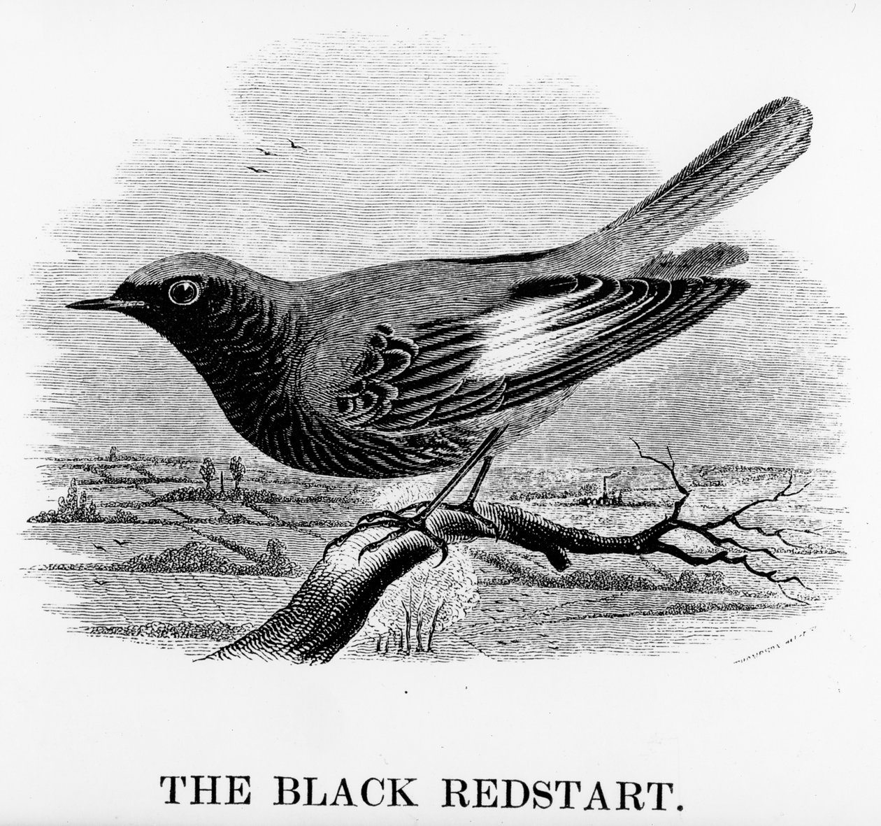 The Black Redstart, illustrasjon fra 