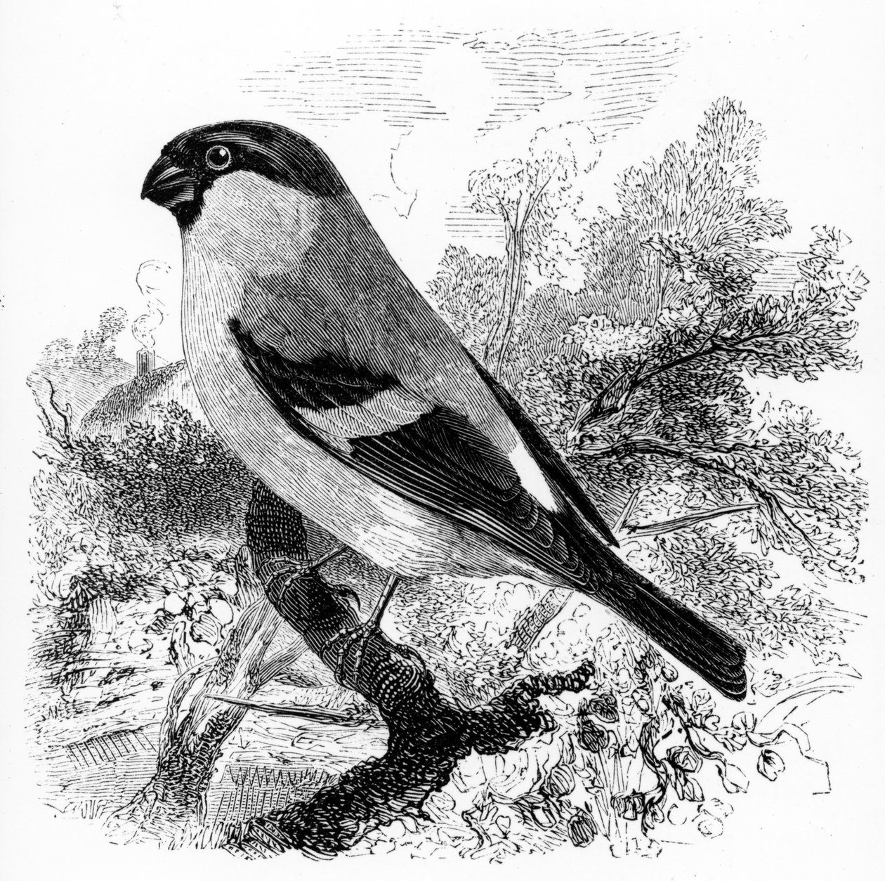 The Bullfinch, illustrasjon fra 