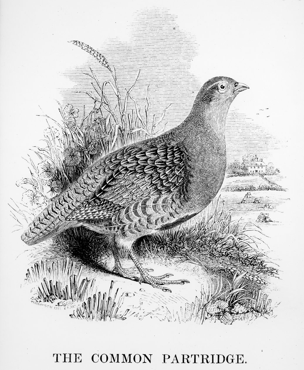 The Common Partridge, illustrasjon fra 