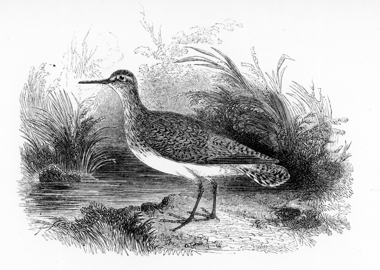 The Common Sandpiper, illustrasjon fra 