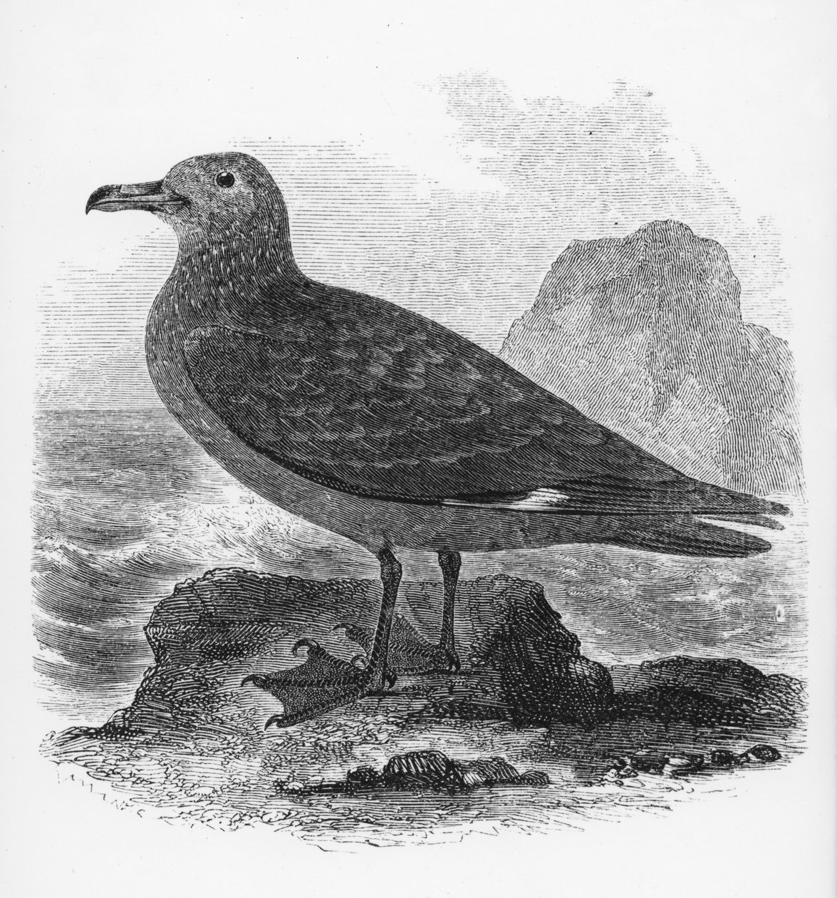 The Common Skua, illustrasjon fra 