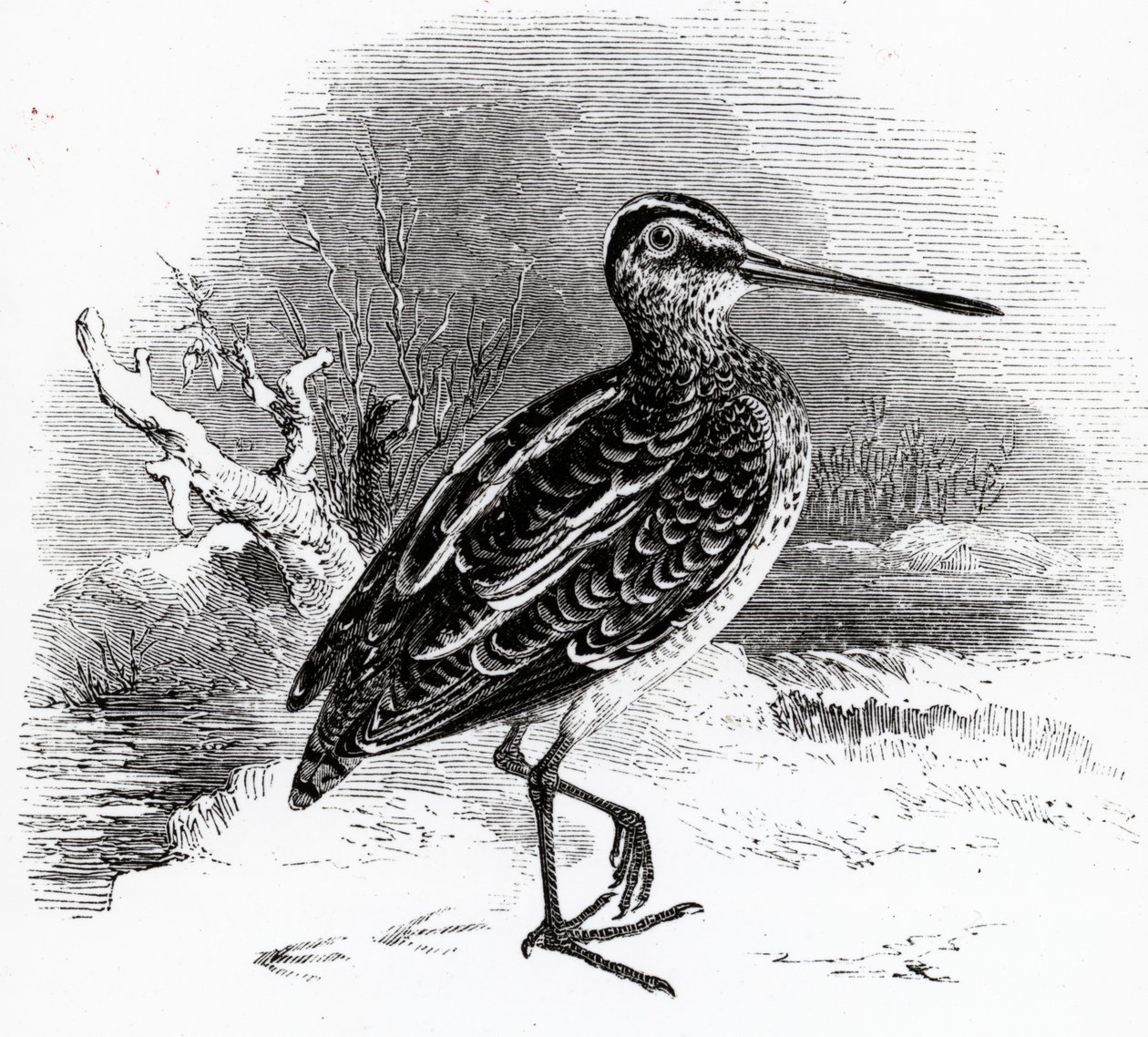 The Common Snipe, illustrasjon fra 