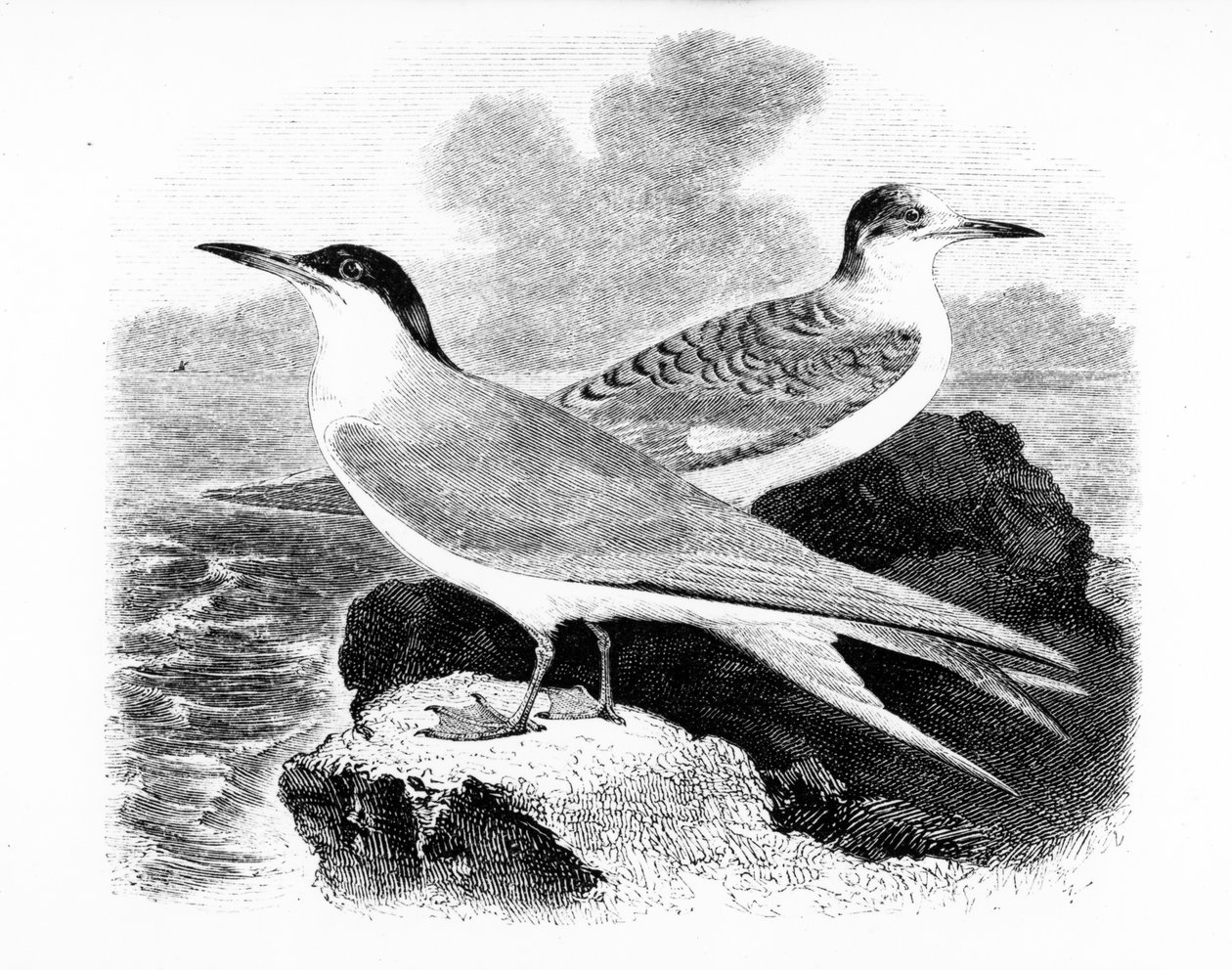 The Common Tern, illustrasjon fra 