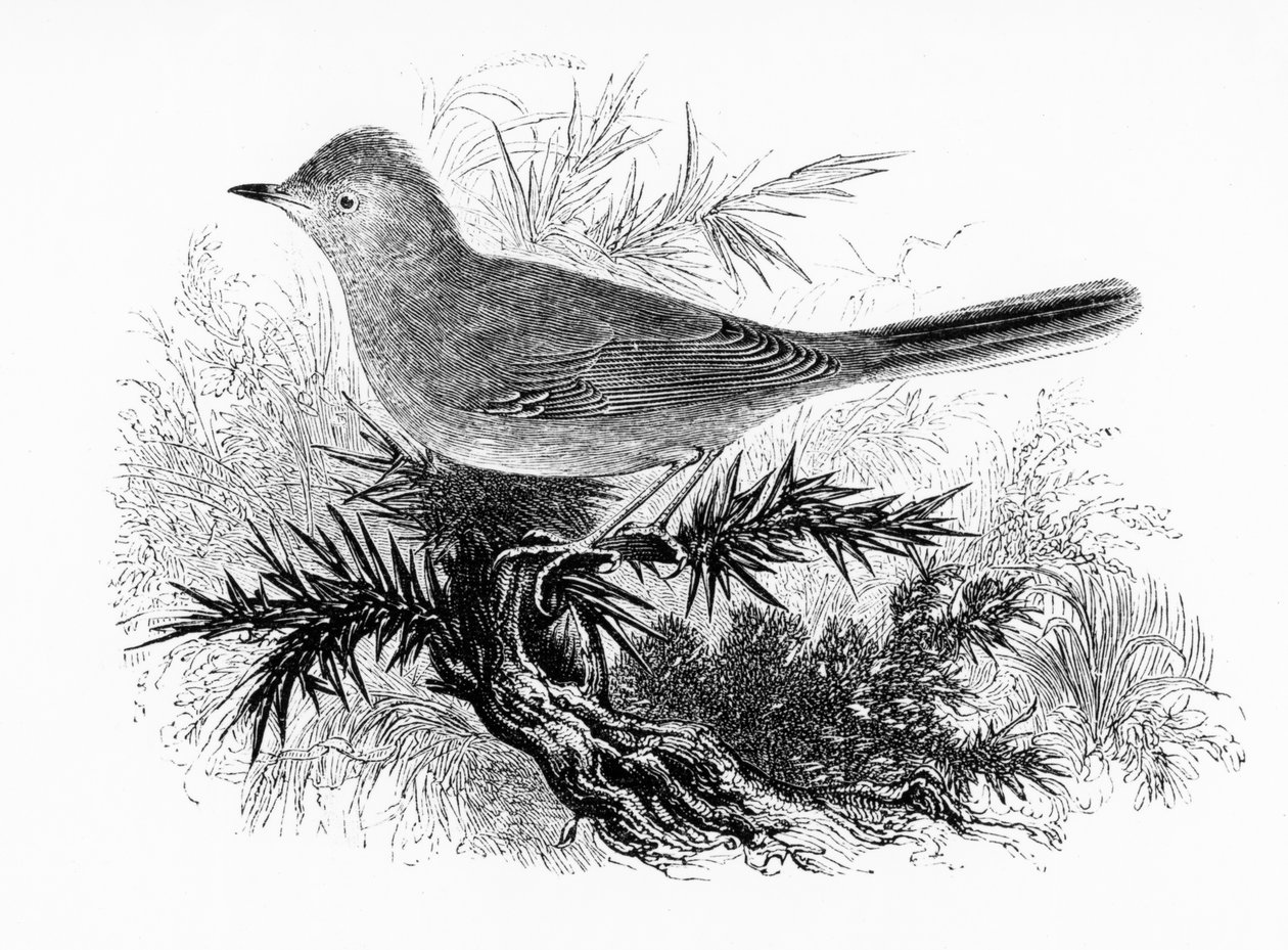 The Dartford Warbler, illustrasjon fra 
