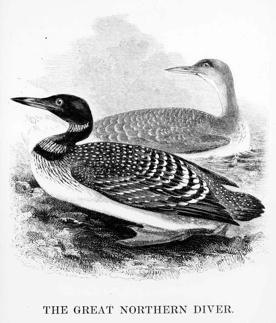 The Great Northern Diver, illustrasjon fra 