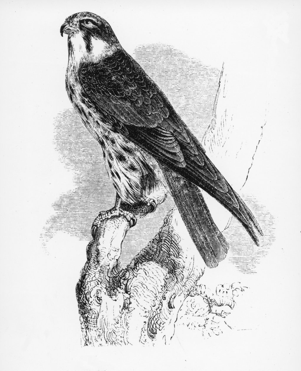 The Hobby, illustrasjon fra 
