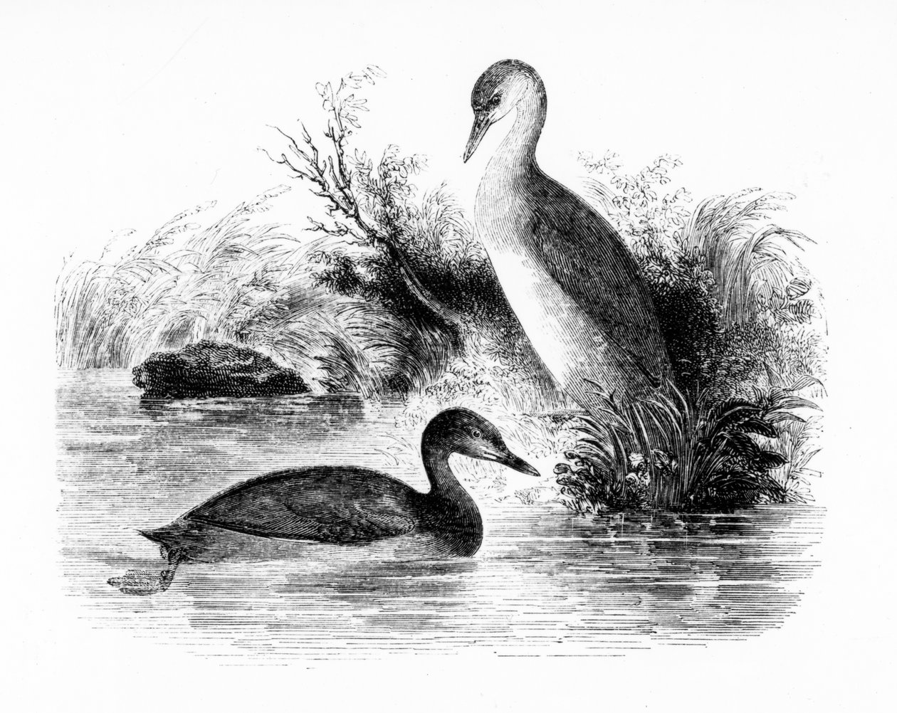 The Little Grebe, eller Dabchick, illustrasjon fra 