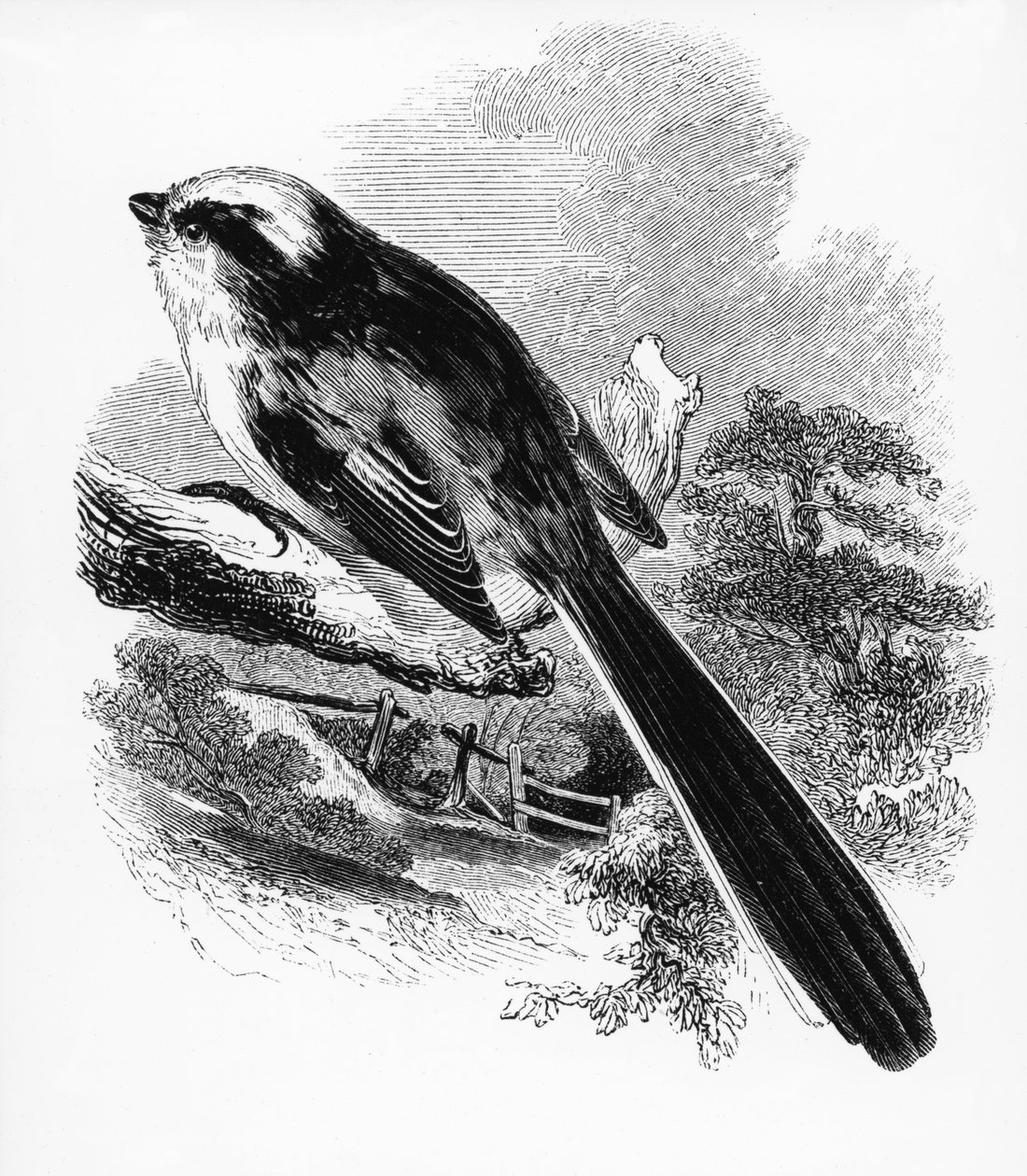 The Long-Tailed Tit, illustrasjon fra 'A History of British Birds' av William Yarrell, først utgitt 1843 av William Yarrell