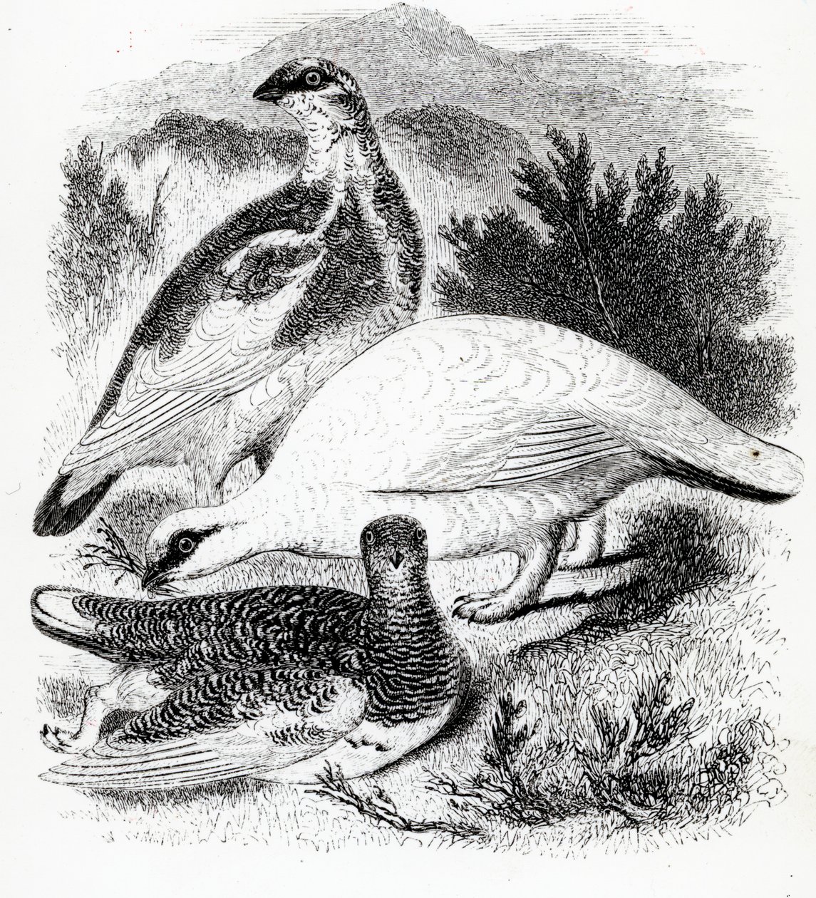 The Ptarmigan, illustrasjon fra 