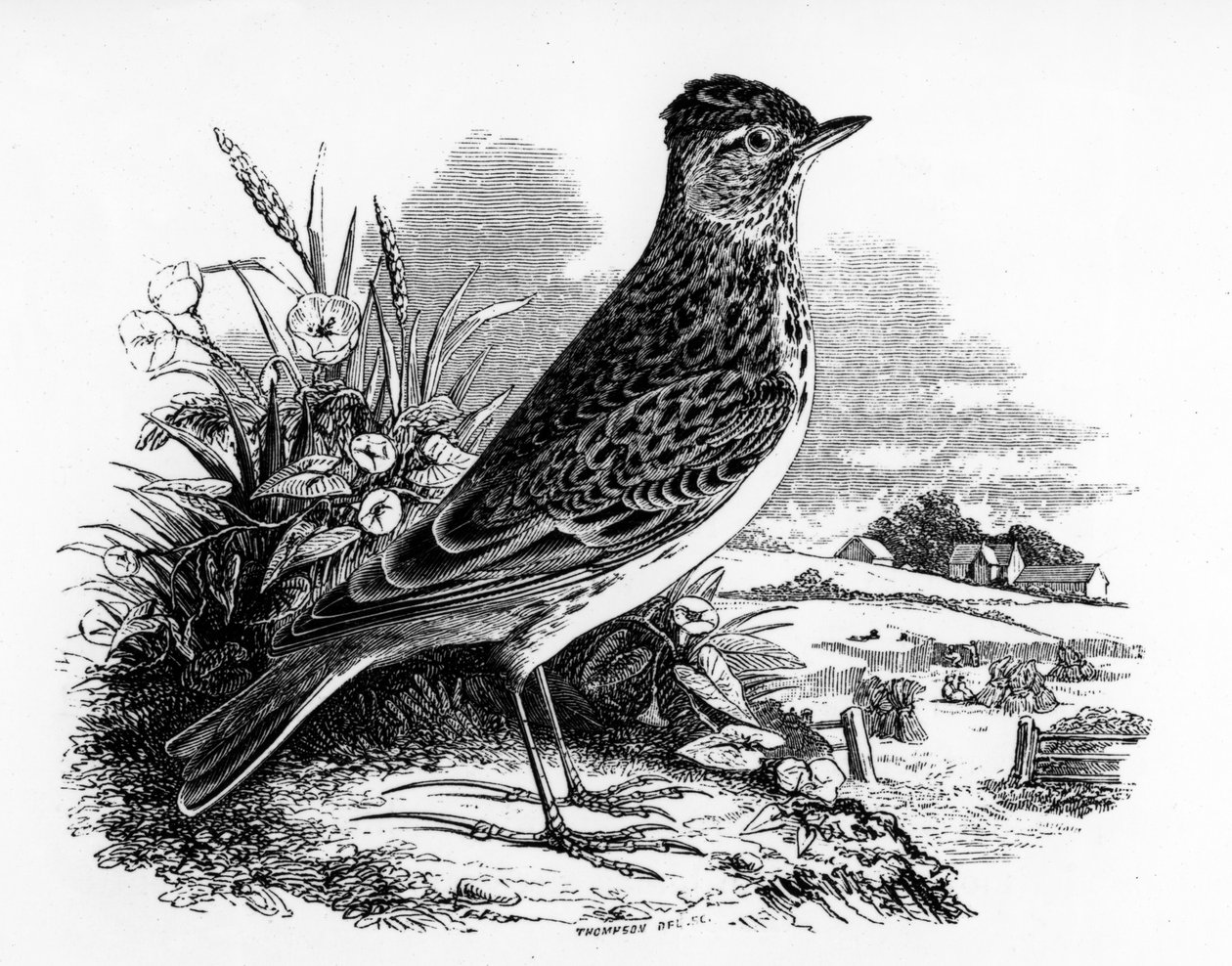 The Sky Lark, illustrasjon fra 