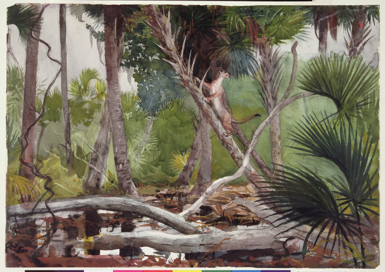 In the Jungle, Florida, 1904 av Winslow Homer