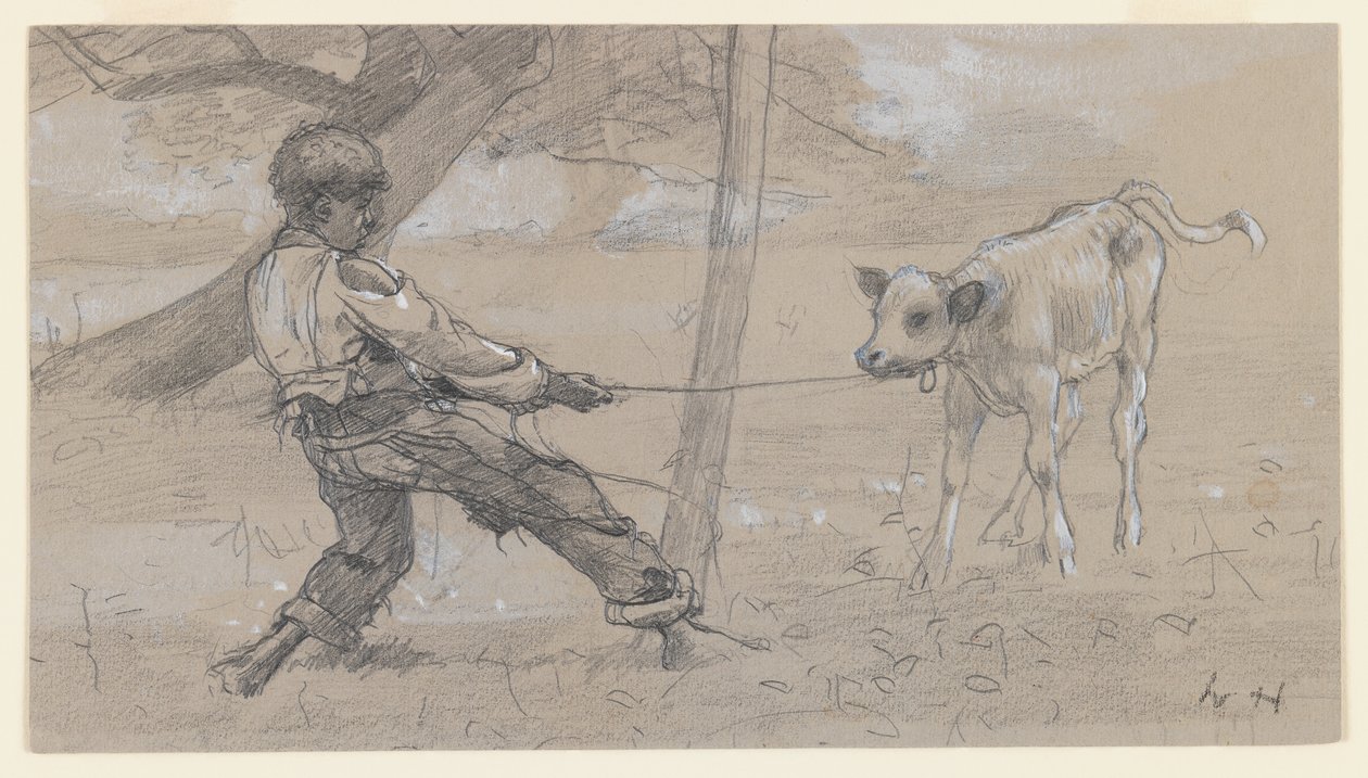 The Unruly Calf, ca. 1875-76 (grafitt og kinesisk hvit på grått vevd papir) av Winslow Homer