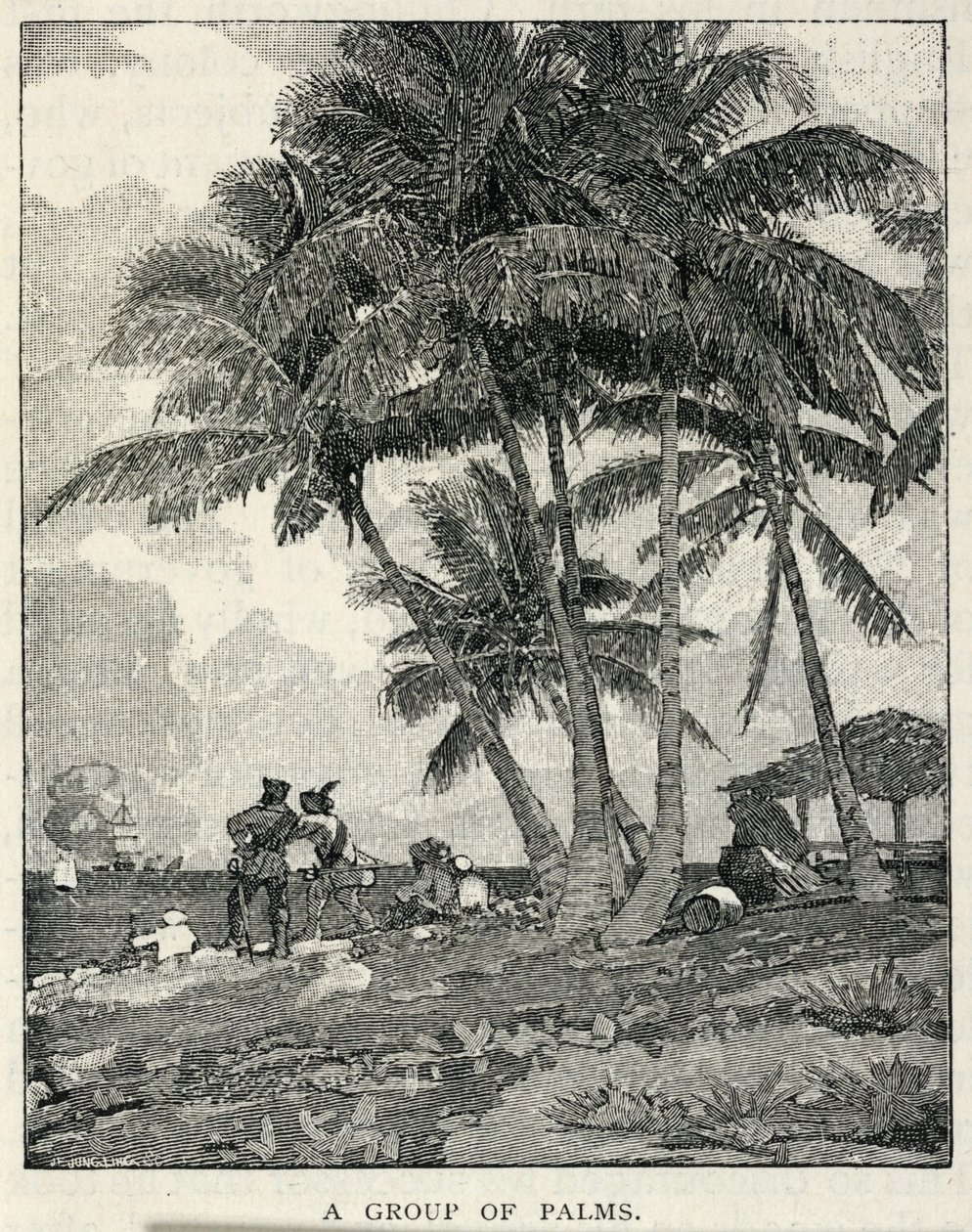 En gruppe palmer, fra The Century Magazine, februar 1887 av Winslow Homer