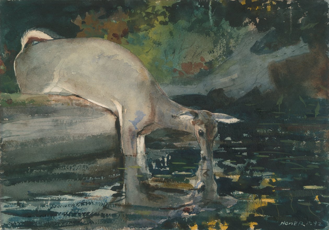 Hjortdrikking av Winslow Homer