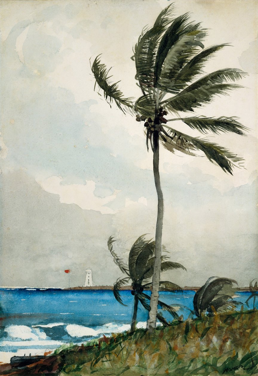 Palm Tree, Nassau, 1898 (wc og grafitt på off-white vevd papir) av Winslow Homer