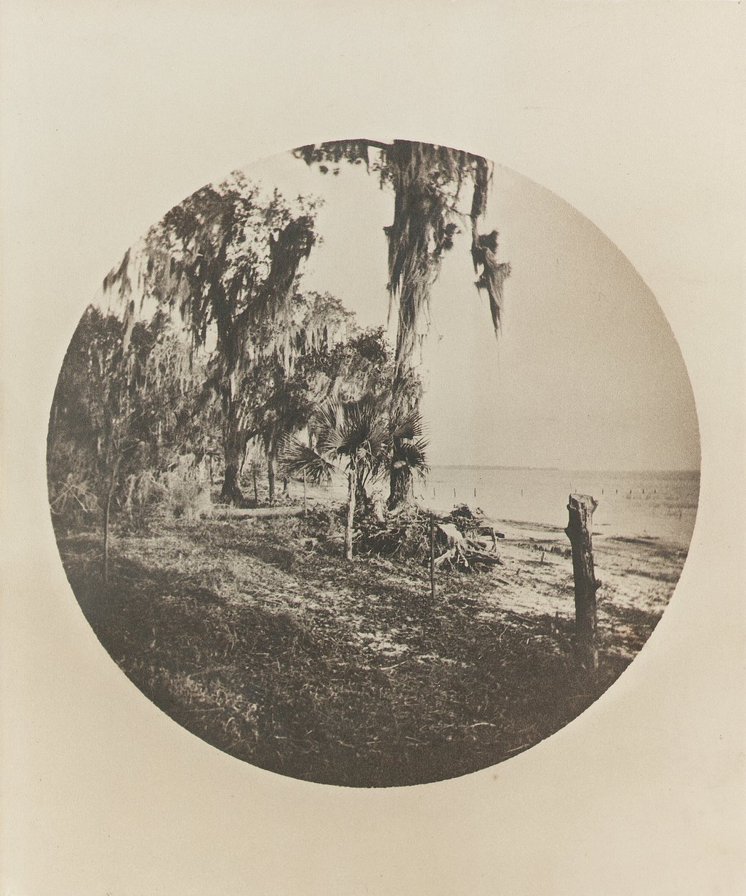 Palmetre og strandscene, Florida-kysten, ca. 1904 av Winslow Homer