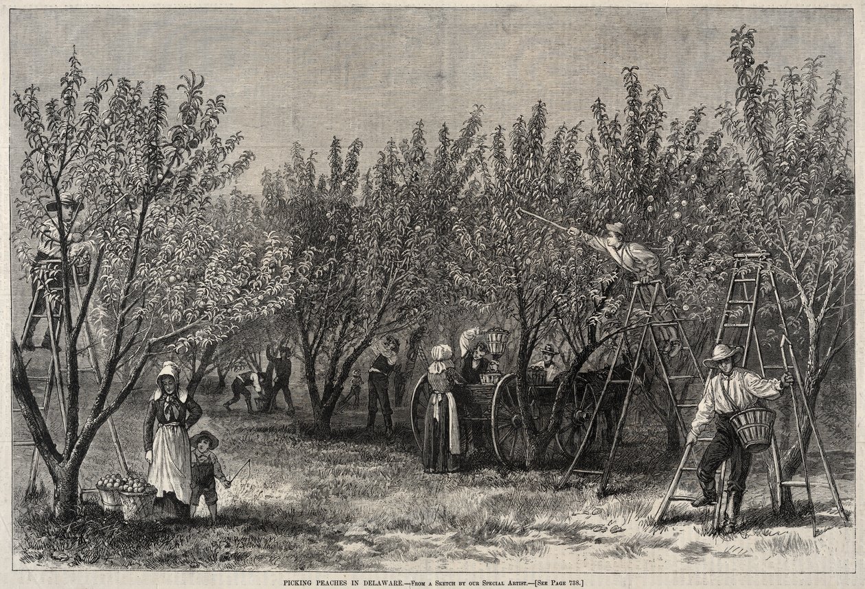 Plukke fersken i Delaware. av Winslow Homer