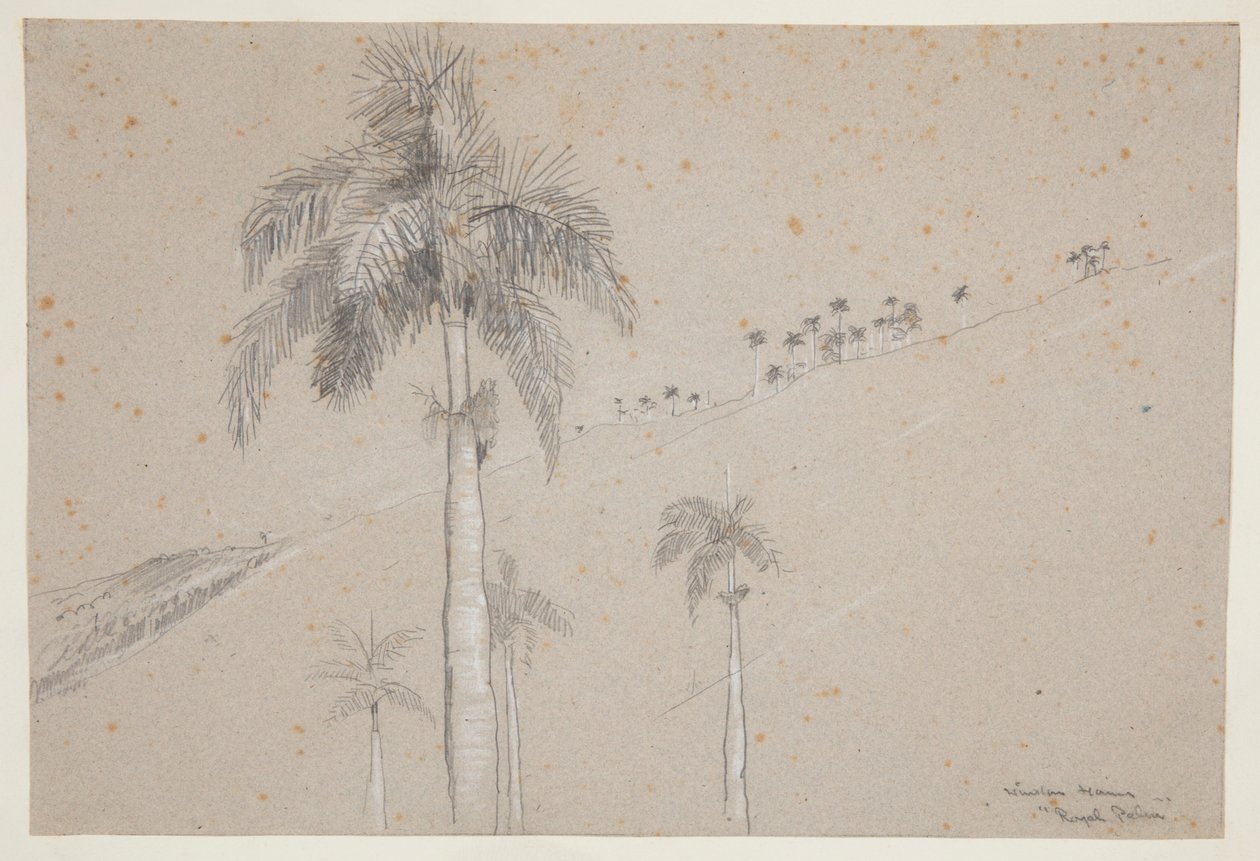 Royal Palm, Cuba av Winslow Homer