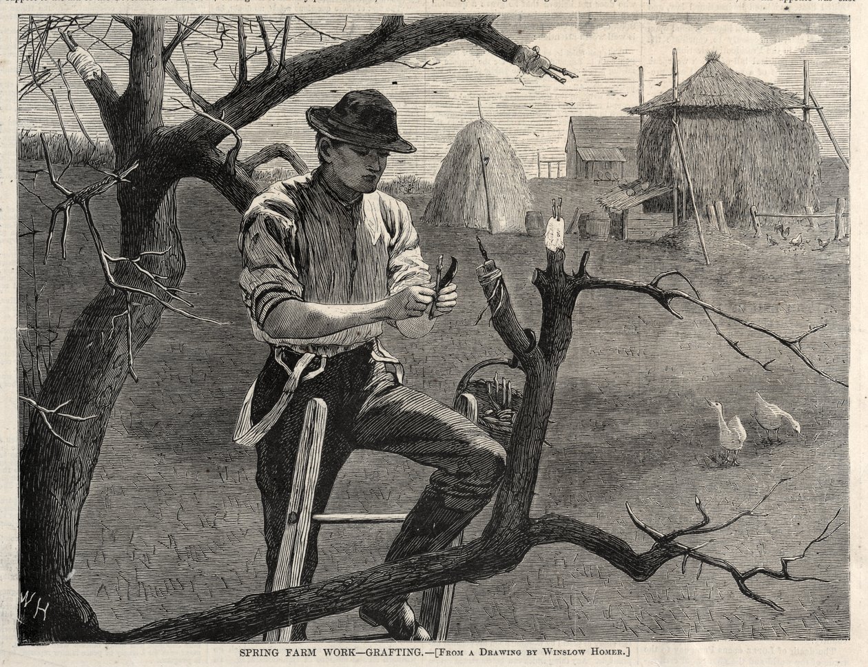 Vårarbeid på gården - poding av Winslow Homer