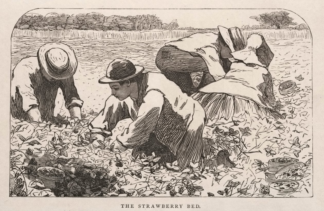  av Winslow Homer