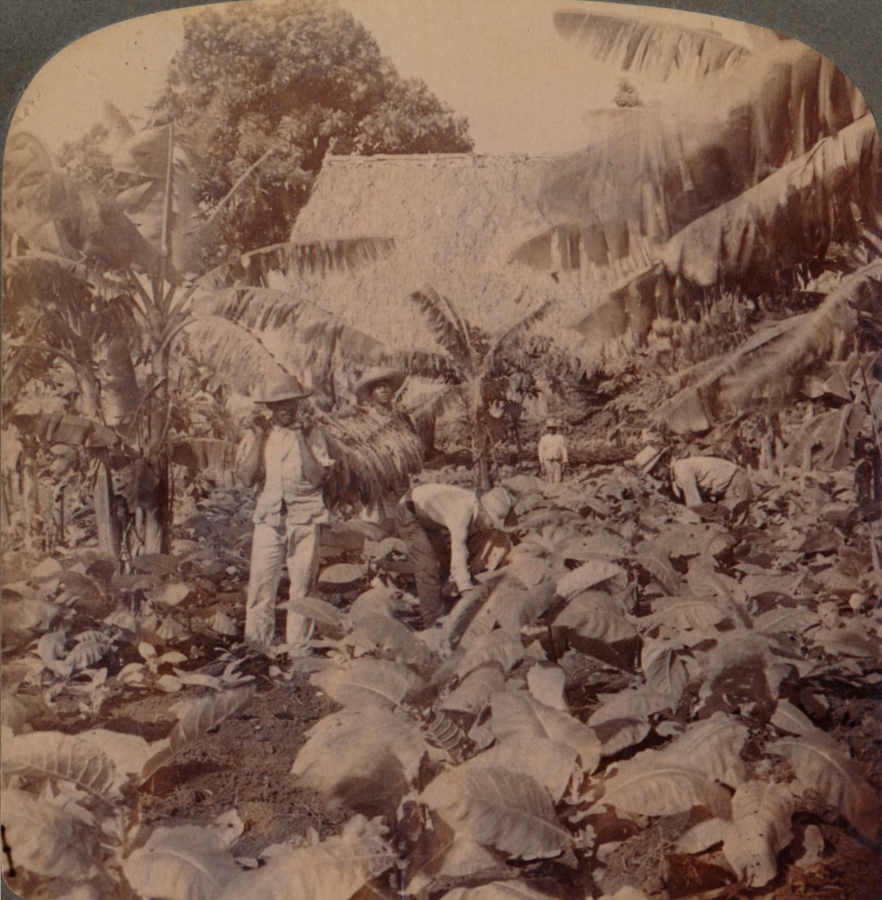 Cutting Tobacco - En typisk plantasje - Provinsen Havana, Cuba, 1899 av Works and Sun Sculpture Studios