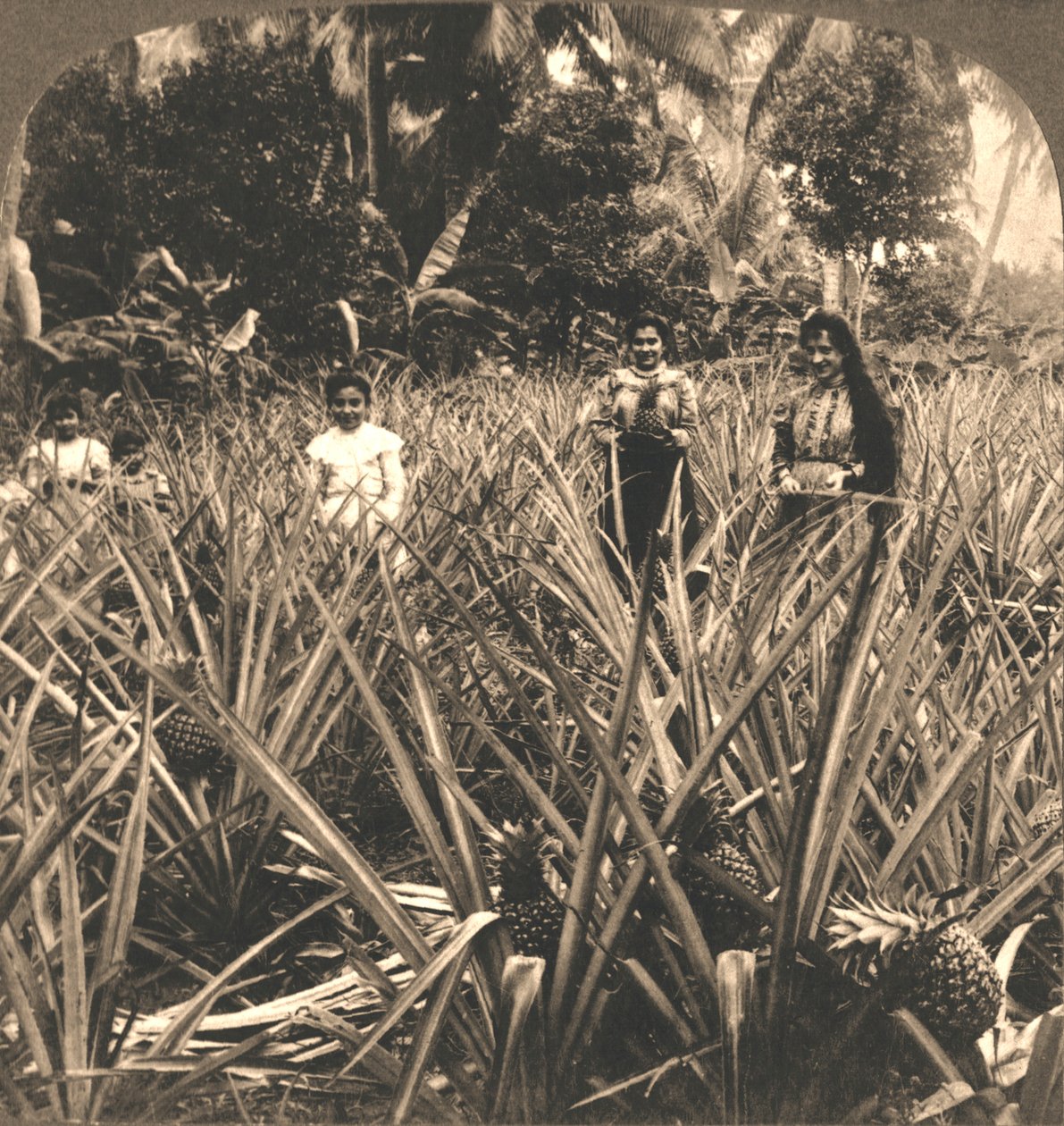 Ananasplantasje, Mayaguez, Porto Rico, 1899. av Works and Sun Sculpture Studios