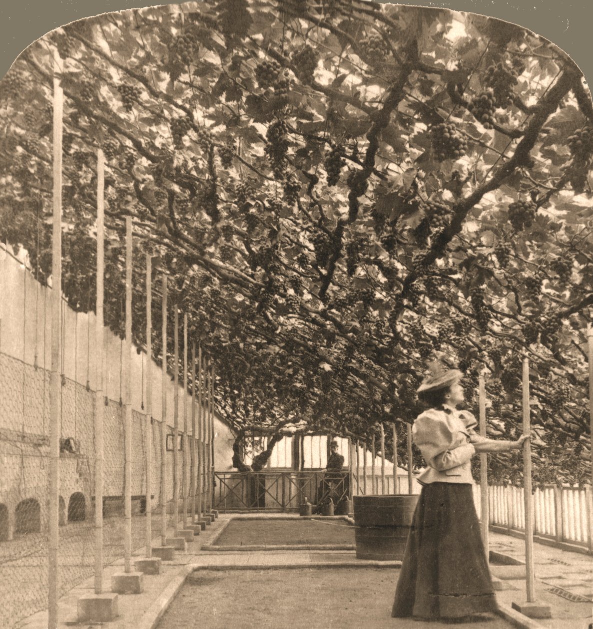 The Oldest Grapevine in the World, Hampton Court Palace, plantet 1768 England, 1897. av Works and Sun Sculpture Studios