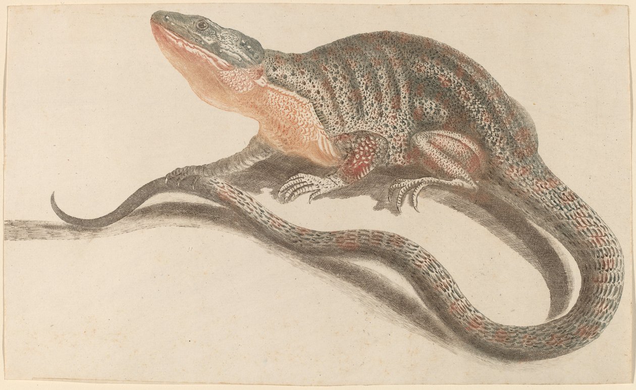 Lizard, 1680-1690-tallet. av Workshop of Johann Teyler