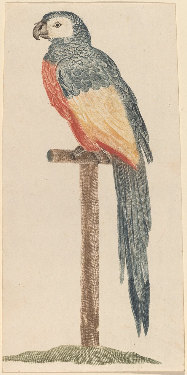 Papegøye av Workshop of Johann Teyler