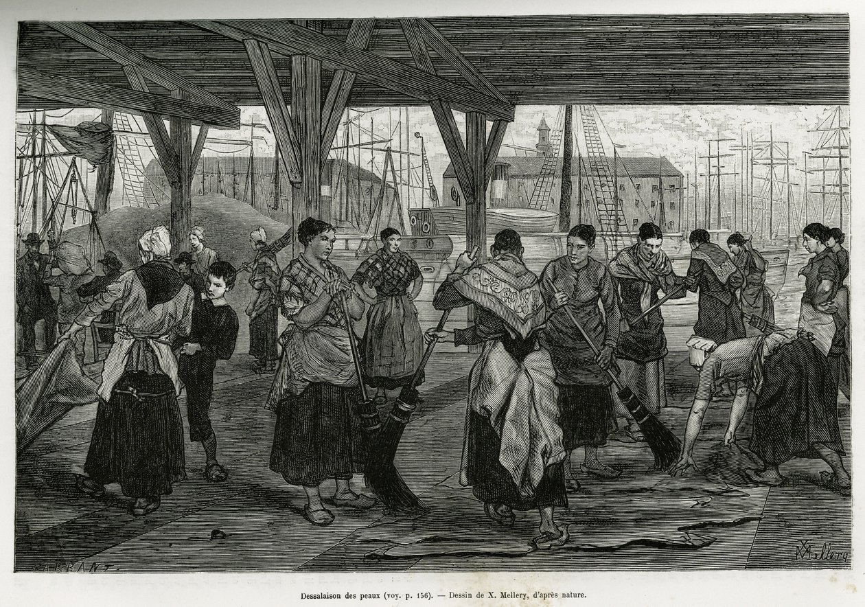 Avsalting av skinnene, ved at kvinner skraper restene av beistene strukket under strukturene til hallene i havnen i Antwerpen. Gravering av X.Mellery, for å illustrere historien om Belgia, av Camille Lemonnier, publisert i Tour du monde, rediger av Xavier Mellery