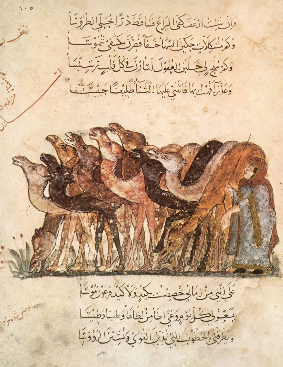 Ms Ar 5847 f.101, flokk med kameler, fra Al Maqamat (The Meetings) av Al Hariri, ca. 1240 (se også 1258010) av Yahya ibn Mahmud Al Wasiti