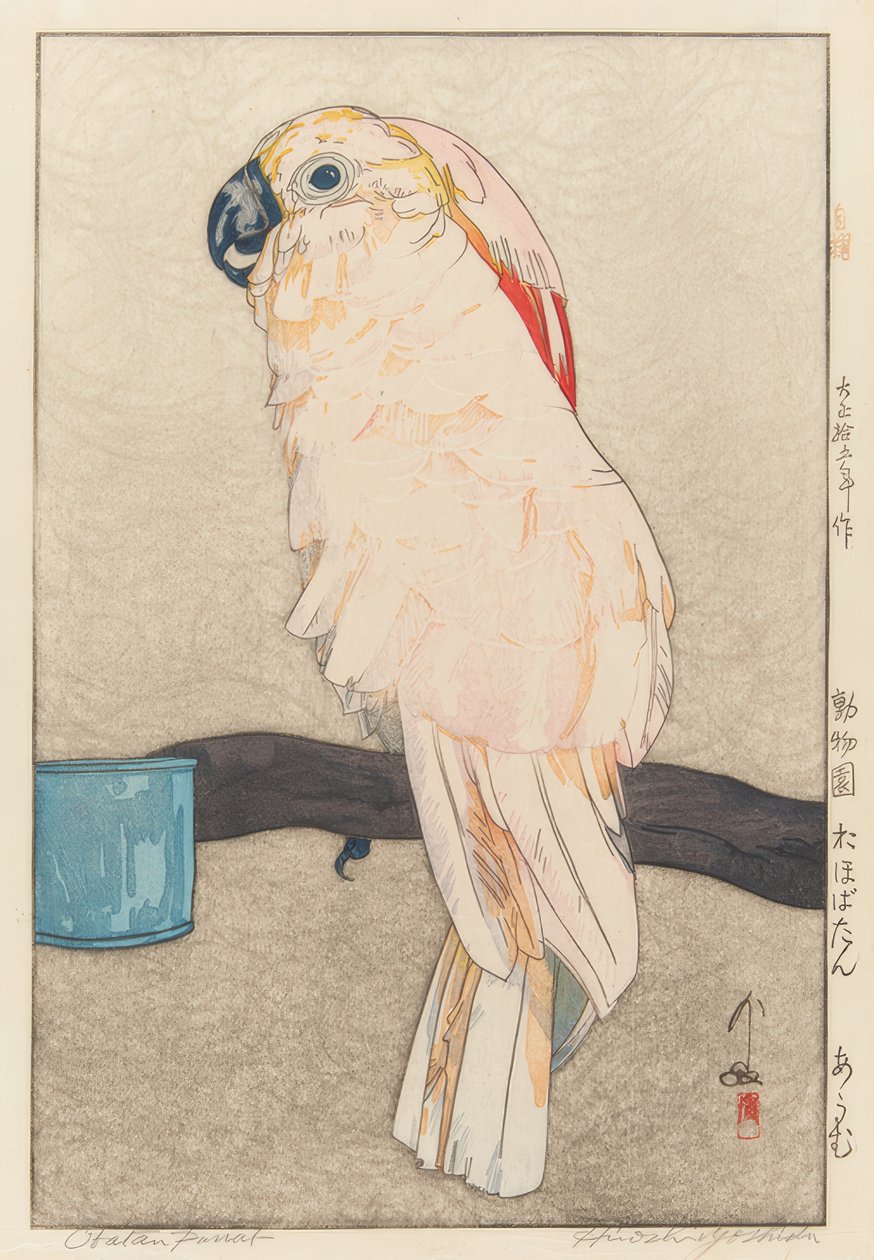 Sittich, medisin av Yoshida Hiroshi