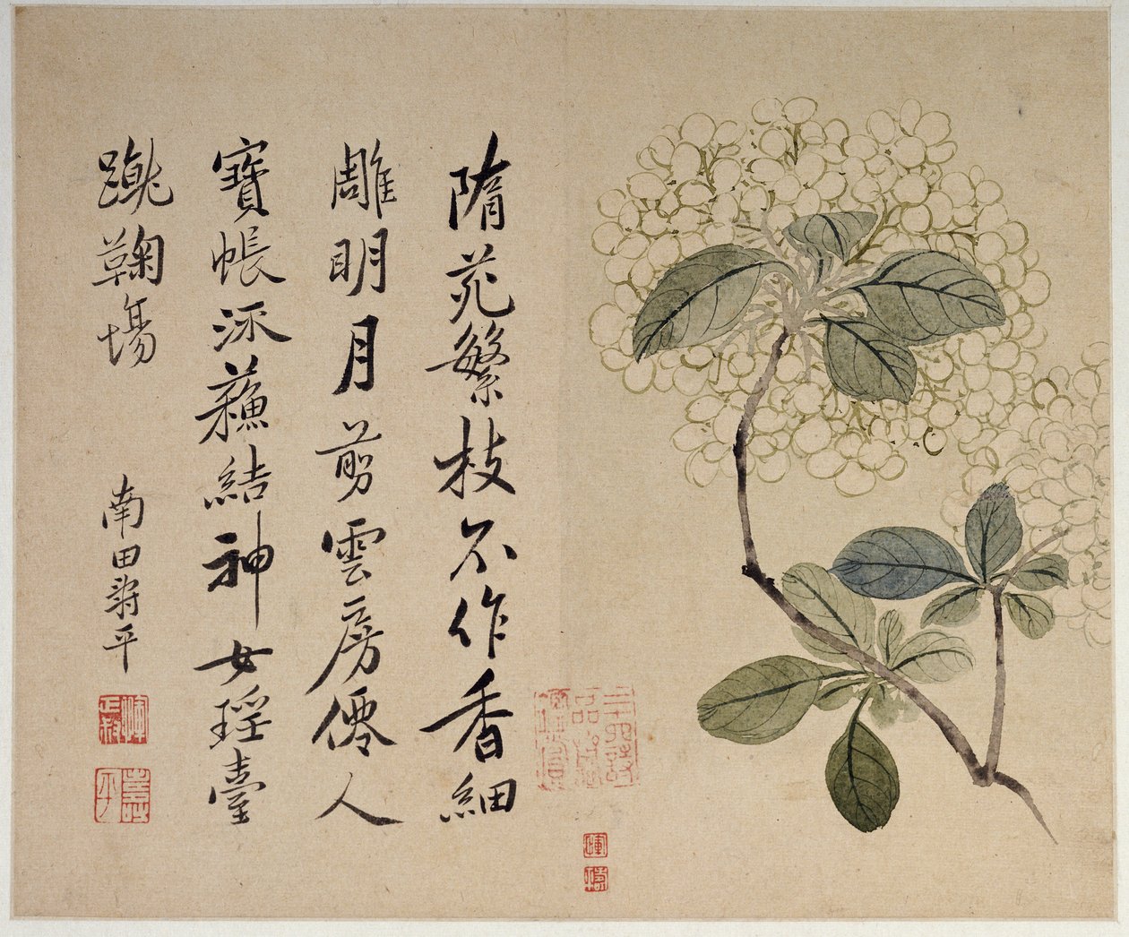 Hortensia, fra et album med ti blader av Shouping Yun