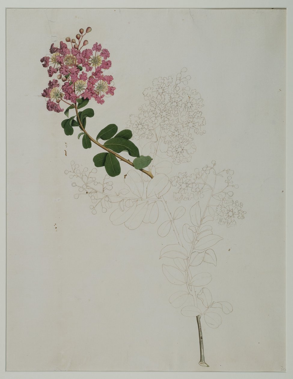 Lagerstroemia indica L. (crepe myrtle), 1787 (wc på papir) av Zayn al Din Zayn al Din