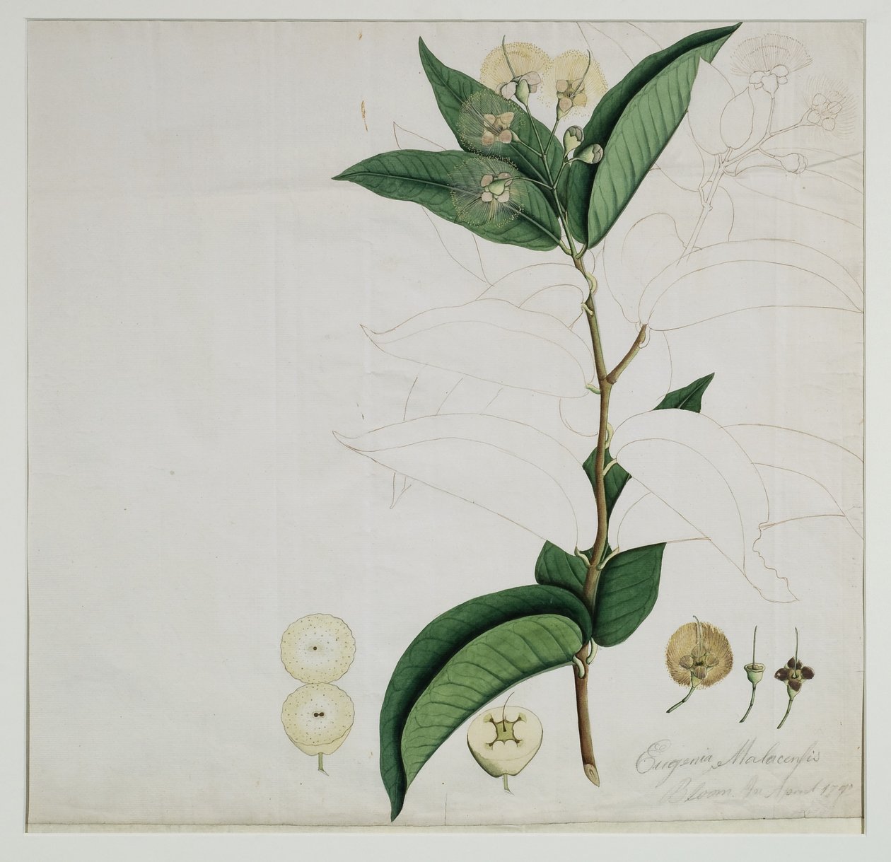 Syzygium aqueum (Burm. f.) Alston (Vannroseeple), 1787 (wc på papir) av Zayn al Din Zayn al Din