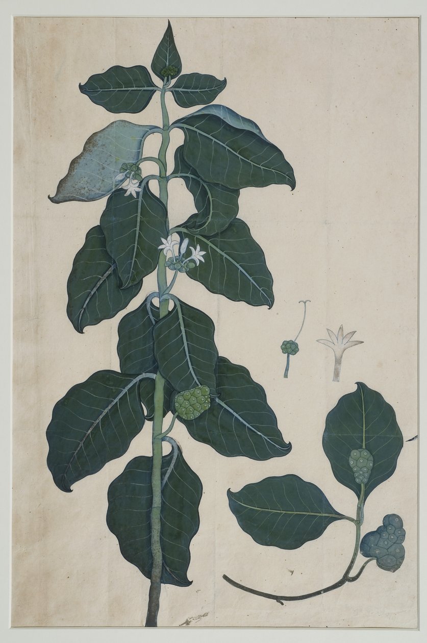 Cerbera manghas L, 1787 (wc på papir) av Zayn al Din attr. to Zayn al Din attr. to