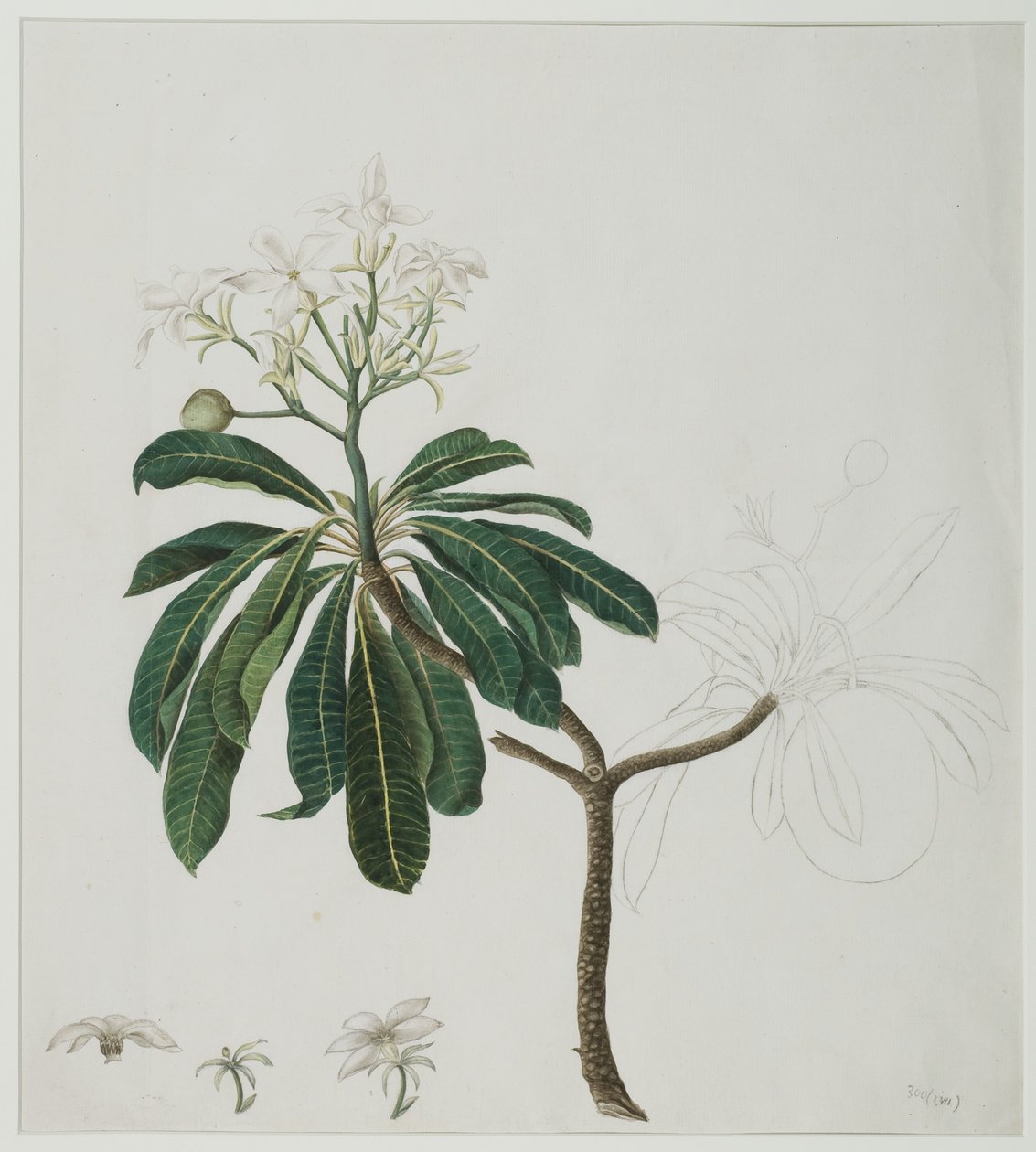 Cerbera manghas L., 1787 (wc på papir) av Zayn al Din attr. to Zayn al Din attr. to