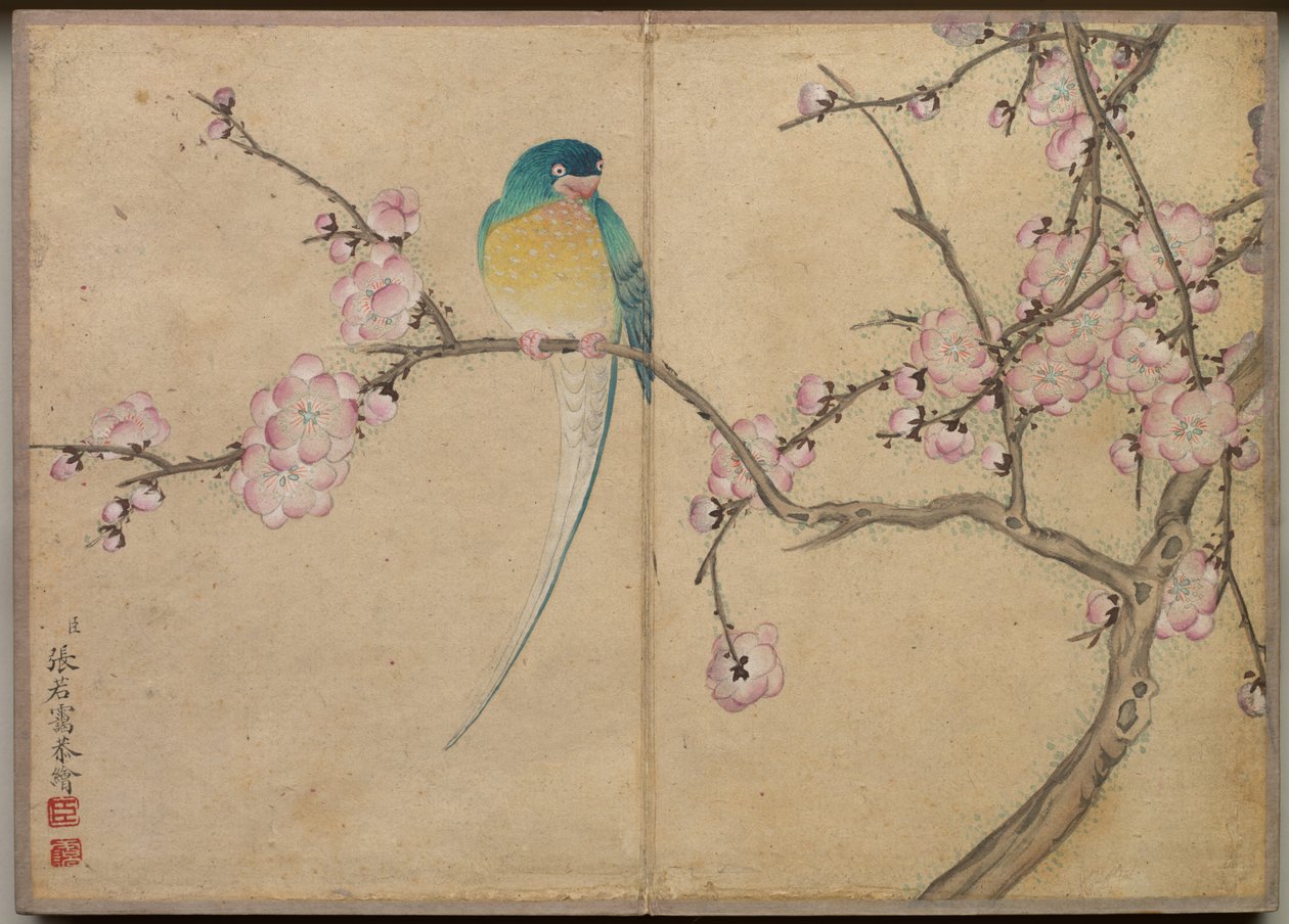 Skrivebordsalbum: Blomster- og fuglemalerier (fugl med plommeblomster) av Zhang Ruoai
