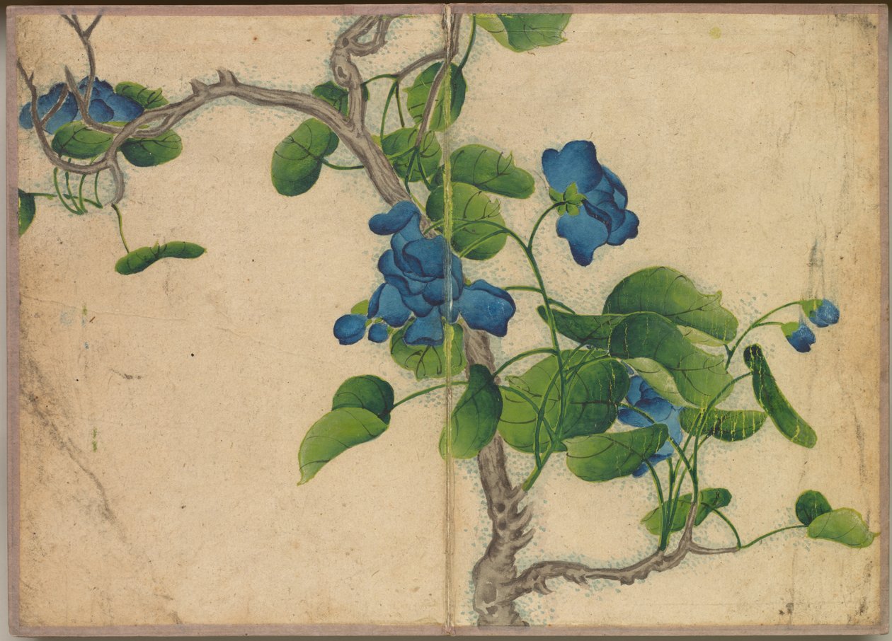 Desk Album: Flower and Bird Paintings Climbing Blue Flowers, 1700-tallet. av Zhang Ruoai