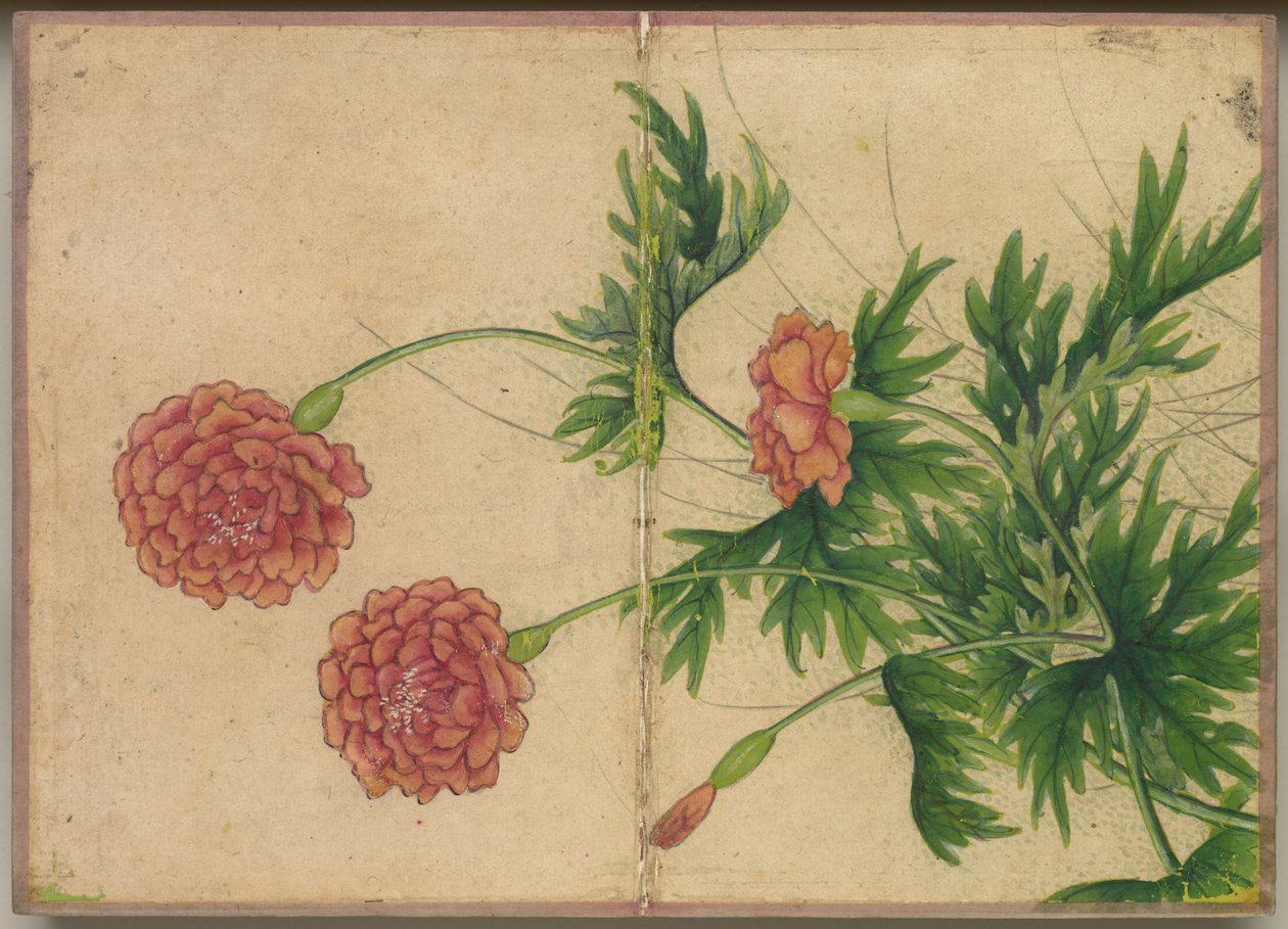 Desk Album: Flower and Bird Paintings Peony, 1700-tallet. av Zhang Ruoai