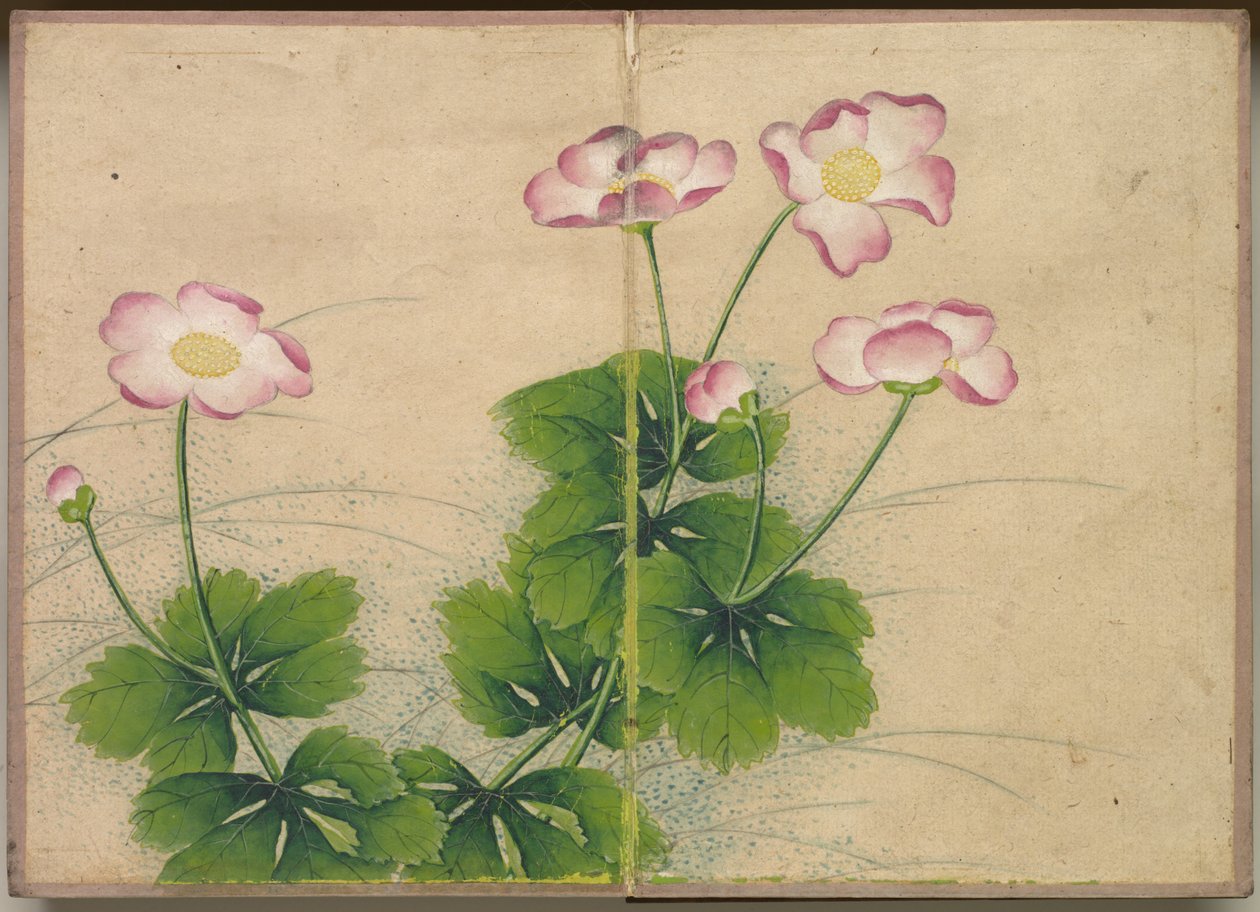 Skrivebordsalbum: Flower and Bird Paintings mallow flowers, 1700-tallet. av Zhang Ruoai